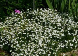 Dianthus deltoides confetti white / Mezei szegfű fehér